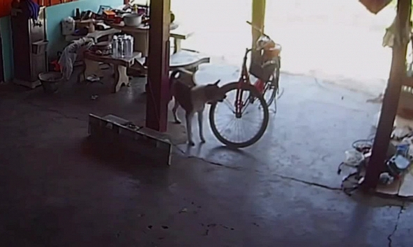 Bị rắn hổ mang phun nọc tấn công, người phụ nữ hoảng sợ la hét