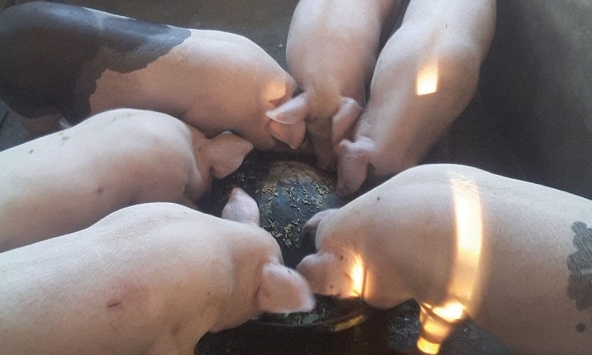 Nhiều địa phương nới lỏng di chuyển, giá heo hơi tăng nhẹ