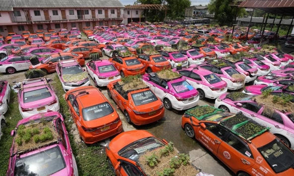 Ế ẩm vì COVID-19, taxi bỏ không biến thành vườn rau ở Thái Lan