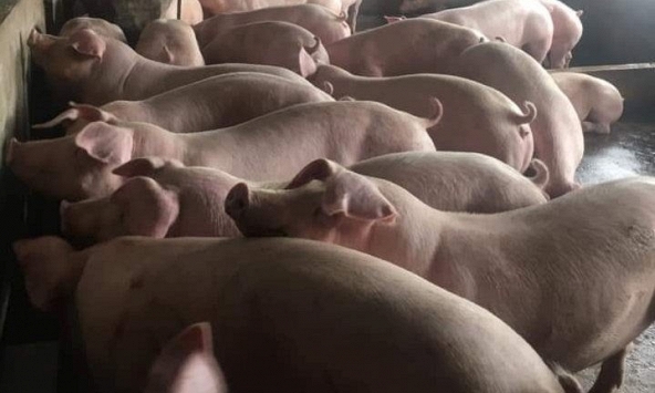 Chênh lệch giá heo hơi giữa các vùng miền ngày càng lớn