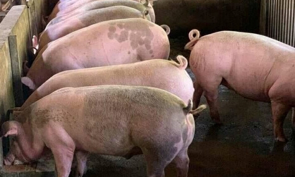 Giá heo hơi tăng cục bộ những ngày tới