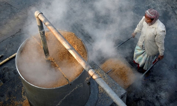 Ấn Độ xuất khẩu gạo nhiều hơn Thái Lan, Việt Nam và Pakistan cộng lại