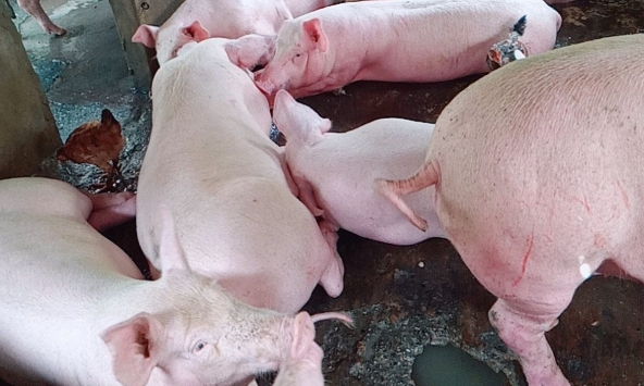 Giá heo hơi miền Bắc tiếp tục giảm