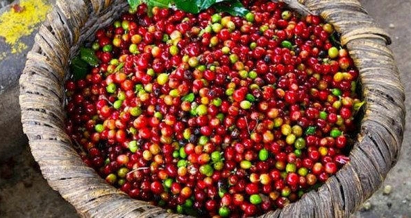 Giá cà phê trong nước giảm 300 - 400 đồng/kg 