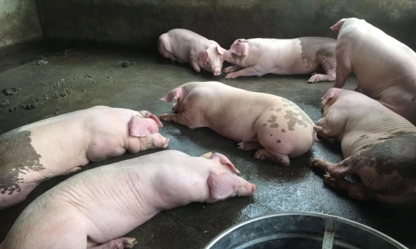 Lo giá heo hơi giảm thêm, người nuôi nhiều địa phương vội bán tháo