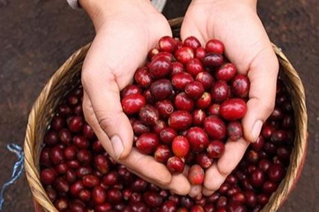 Tuần qua, giá cà phê giảm 200 - 300 đồng/kg