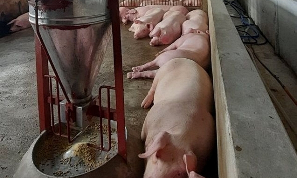 Giá heo hơi giảm sâu, người nuôi heo sắp được hỗ trợ