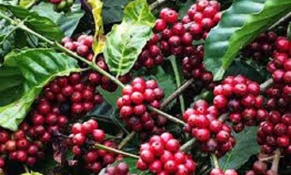 Giá cà phê trong nước giảm 300 - 400 đồng/kg