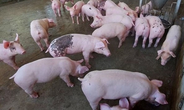 Giá heo hơi miền Bắc xuống dưới 40.000 đồng/kg