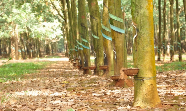 Giá cao su phục hồi trên sàn Nhật Bản, sàn Trung Quốc duy trì ổn định