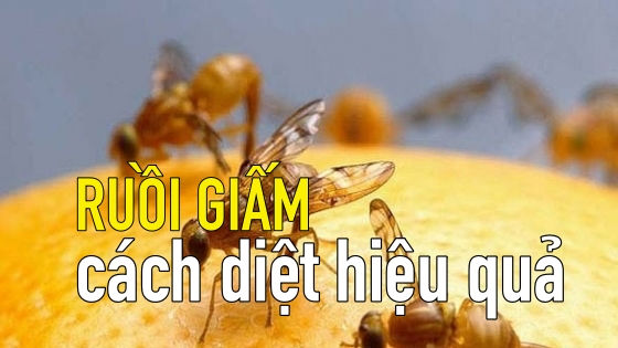 Mẹo hay: Làm thế nào để thoát khỏi ruồi giấm trong nhà bếp của bạn?