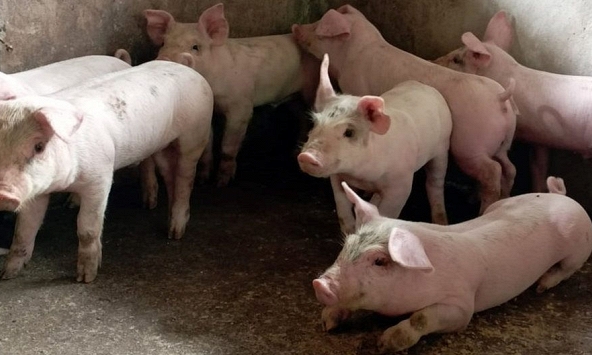 Giá heo hơi khu vực miền Nam sẽ tăng trong vài ngày tới?