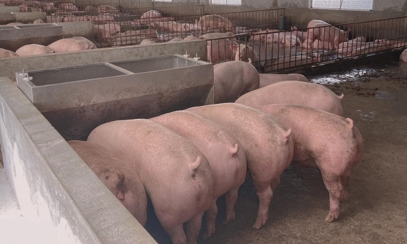 Giá heo hơi miền Bắc tiếp tục giảm mạnh