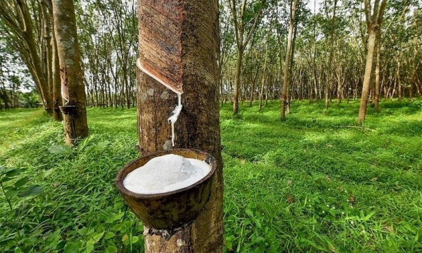 Giá cao su bứt phá trên sàn Nhật Bản