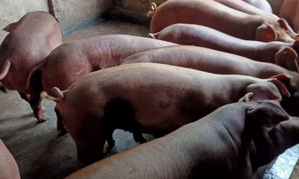 Đà giảm giá heo hơi chậm lại