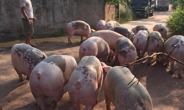 Giá heo hơi tại miền Bắc tiếp tục đà giảm trong những ngày tới