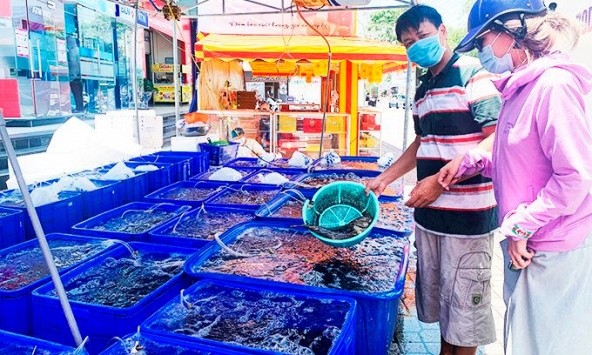 Giá giảm 50%, cá mú vẫn không có đầu ra