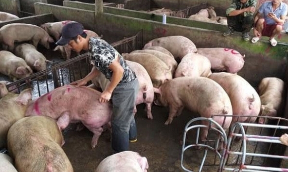 Khoảng cách giá heo hơi các địa phương ngày càng nới rộng