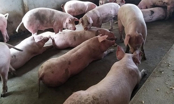 Giá heo hơi giảm mạnh tạo áp lực cho cả ngành chăn nuôi