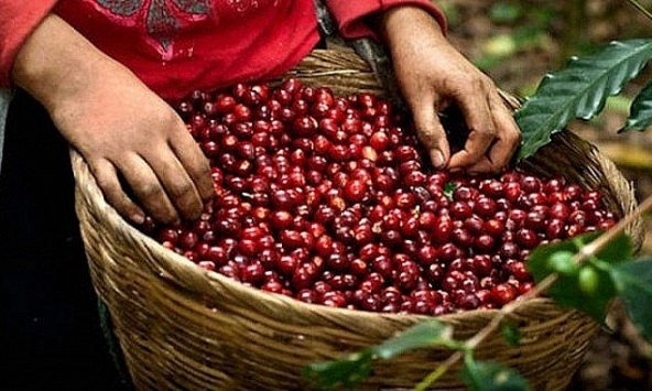 Giá cà phê quay đầu tăng sau 2 phiên giảm liên tiếp