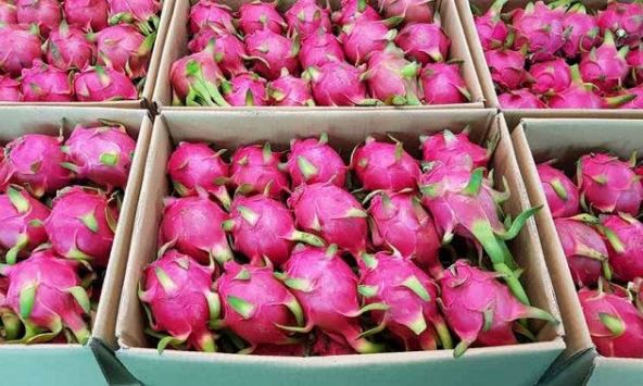 Xuất khẩu rau quả tháng 9/2021 tăng 9,2%