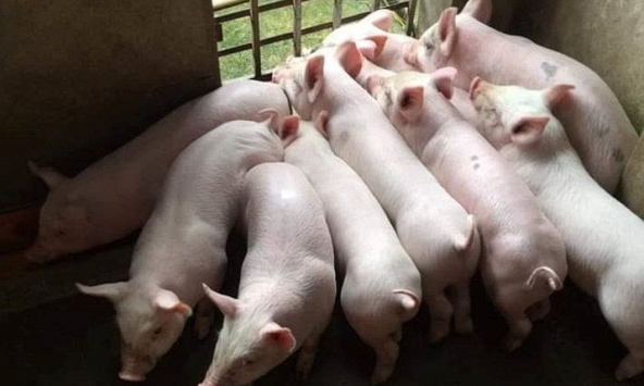 Giá heo hơi không giảm thêm