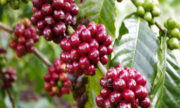 Giá cà phê trong nước đi ngang 