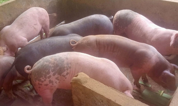 Giá heo hơi miền Bắc đã 'chạm đáy'?