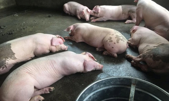 Giá heo hơi cả nước tiếp tục giảm mạnh