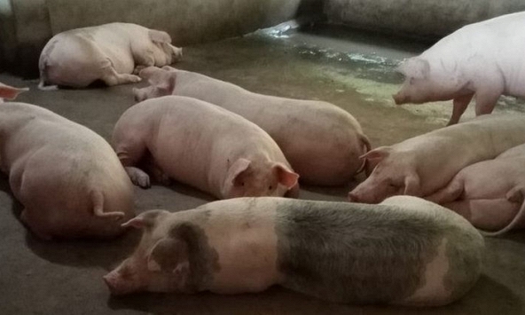 Giá heo hơi có thể tiếp tục giảm trong những ngày tới