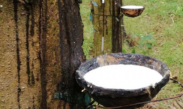 Giá cao su đồng loạt tăng trên sàn châu Á