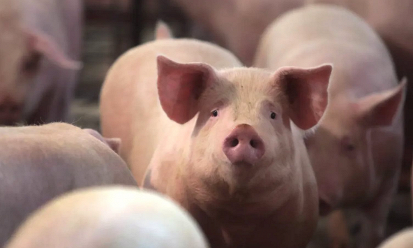 Giá heo hơi vẫn chưa dứt đà giảm