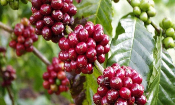 Giá cà phê trong nước giảm 100 đồng/kg