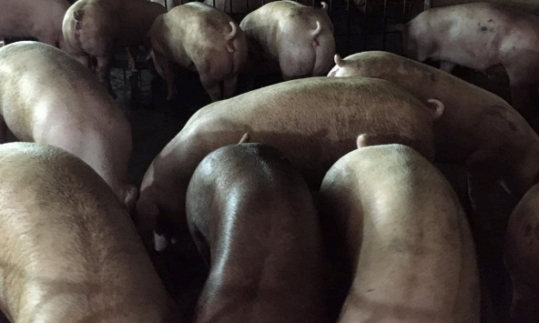 Giá heo hơi miền Nam giảm thêm, miền Bắc đi ngang