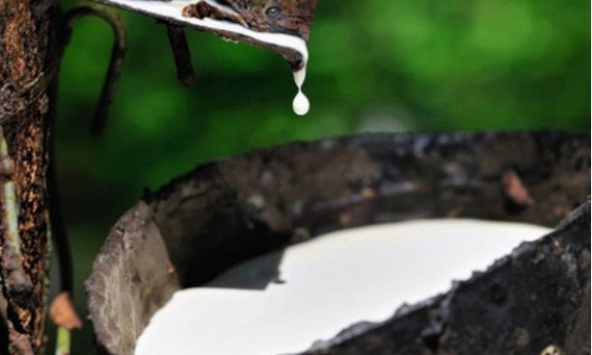 Thị phần cao su Việt Nam tại Mỹ đang tăng nhanh