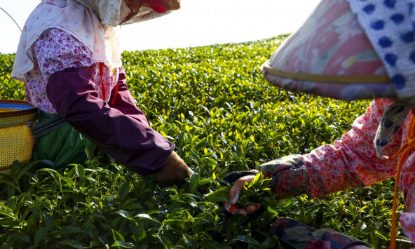 Nông dân trồng chè Đài Loan phải vật lộn để thích nghi với thời tiết khắc nghiệt 