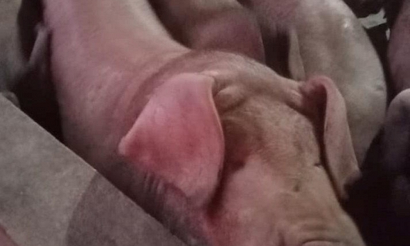 Đà giảm giá heo hơi chậm lại