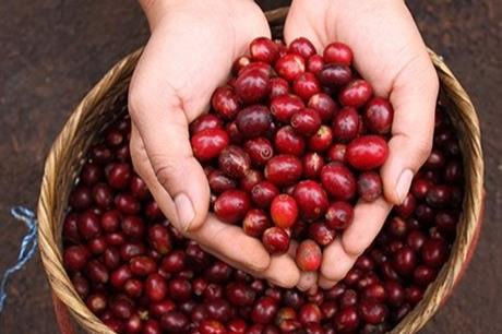 Giá cà phê trong nước giảm 500 đồng/kg trong phiên cuối tuần