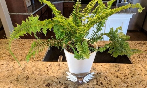 Những loại cây có thể hút nhiệt và làm cho ngôi nhà bạn thêm ấm áp vào mùa thu - đông