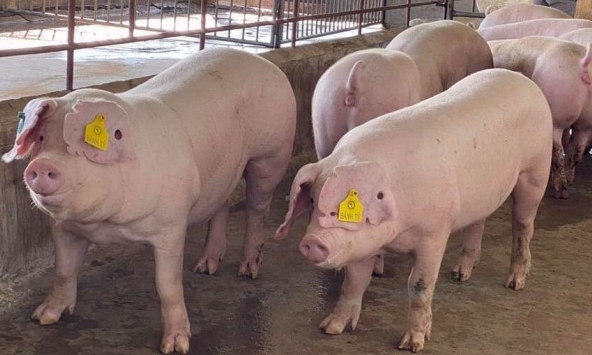 Giá heo hơi có khả năng giảm thêm tại miền Nam, đang sát mốc 30.000 đồng/kg