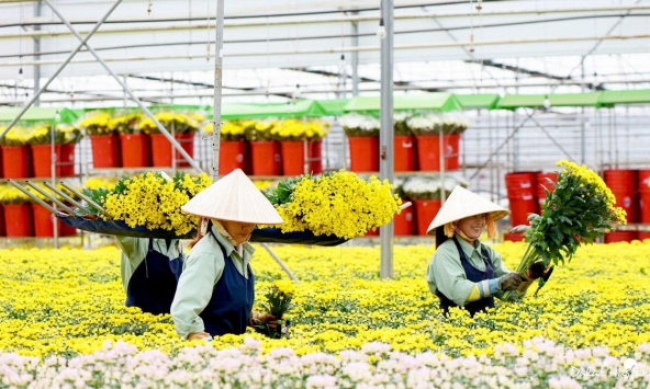 Hoa tươi Đà Lạt tăng giá mạnh trước ngày 20/10 