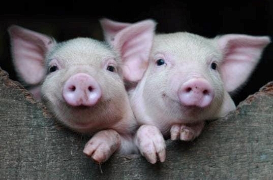 Giá heo hơi miền Bắc tăng nhẹ