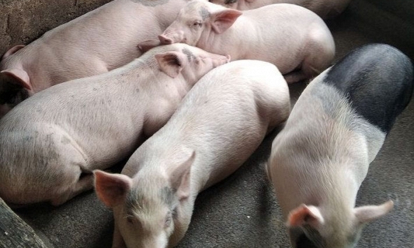 Giá heo hơi tại nhiều địa phương ở miền Bắc lên mốc 40.000 đồng/kg