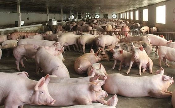 Giá heo hơi khu vực miền Nam sẽ tăng trong những ngày tới