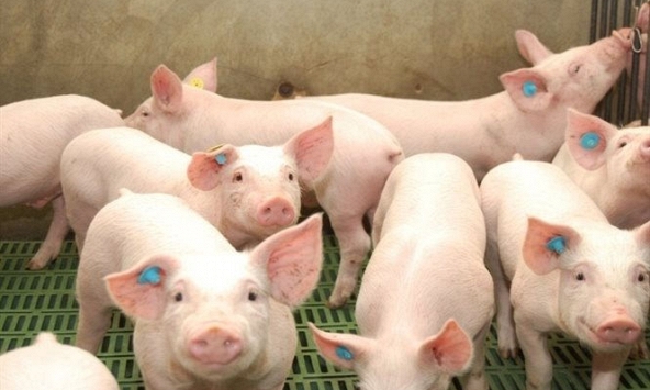 Đà tăng giá heo hơi miền Bắc chậm lại, miền Nam