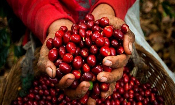 Giá cà phê tăng hơn 1.000 đồng/kg so với hôm qua