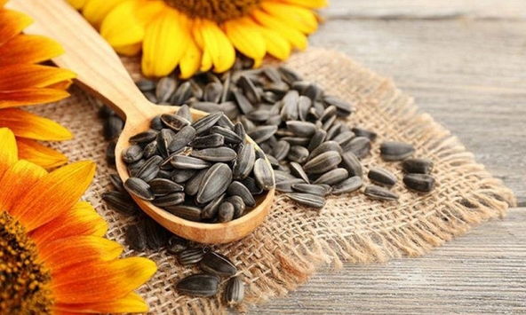 Những bài thuốc chữa bệnh từ cây hoa hướng dương