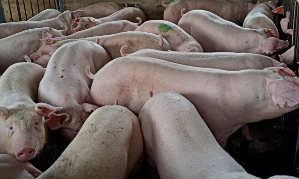 Giá heo hơi miền Bắc chưa dứt đà giảm