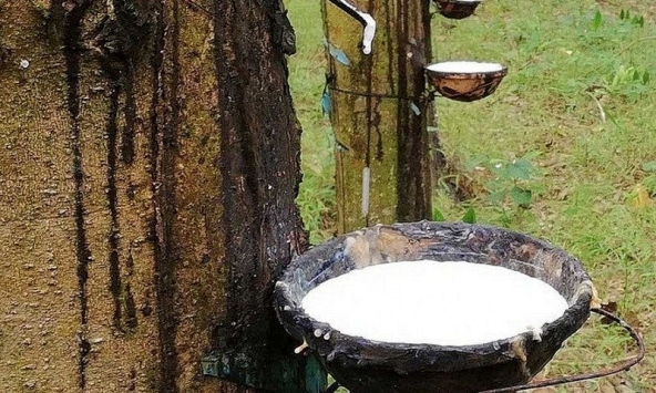 Giá cao su trên sàn Nhật Bản tăng phiên thứ 9 liên tiếp