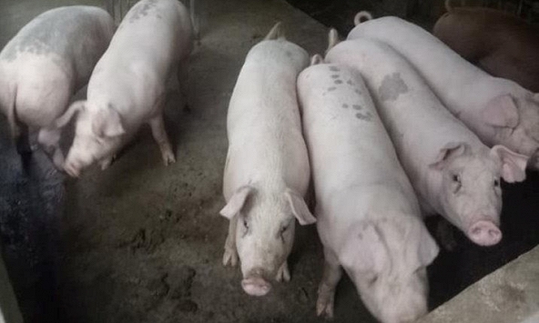 Giá heo hơi miền Nam liên tục tăng